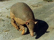 1201090342 armadillo gigante 333