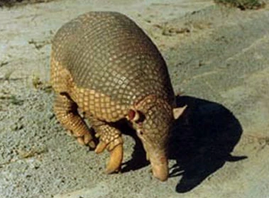 armadillo gigante extinto