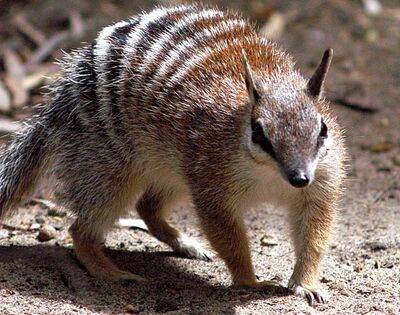 Numbat hd naica