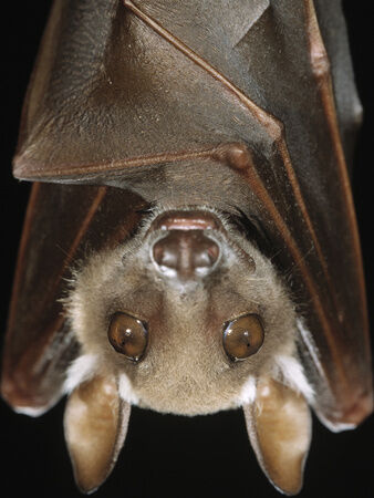 Arndt-minden-pictures-ingo-buettikofer-s-epauletted-bat-epomops-buettikoferi-close-up-of-face.jpg
