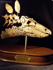 Cráneo de Stegosaurus.
