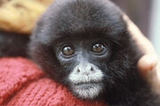 2409081013 Yellow-tailed Woolly monkey,3.jpg