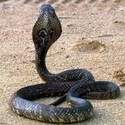 Cobra real.jpg