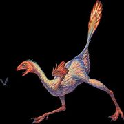 Caudipteryx.jpg