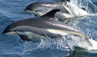Delfines-fotos.jpg