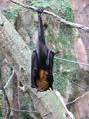 220px-Pteropus vampyrus2.jpg