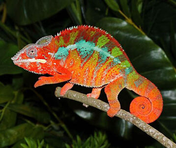 Camaleon-pantera.jpg