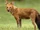Perro salvaje asiático o dhole