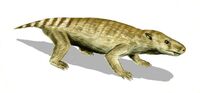 Thrinaxodon.jpg