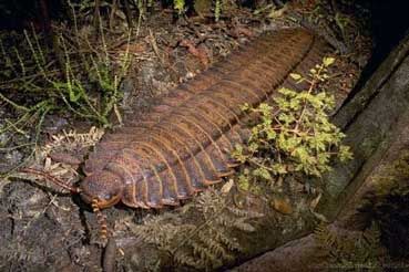 Arthropleura1.jpg