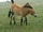 Caballo de Przewalski