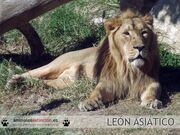 Leonasiatico thl.jpg