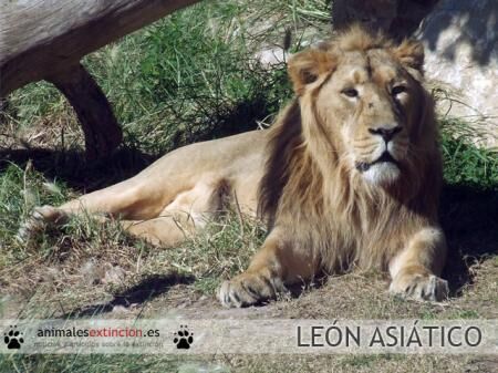 León Africano (Panthera leo) y León Asiático (P. leo persica) | Wiki ACAM |  Fandom