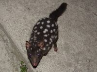 Normal W-Eastern Quoll