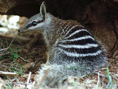 58189592.Numbat
