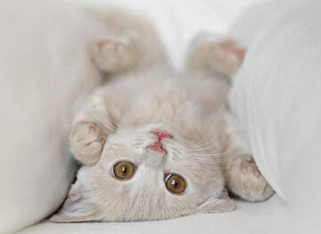 Gato-alucinantemente-lindo.jpg