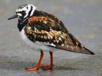 Ruddy turnstone