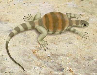 Eunotosaurus.jpg