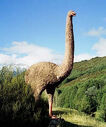 Moa.jpg