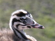 220px-Podiceps cristatus juv.jpg
