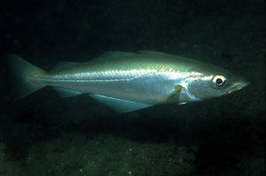 Pollack-pollachius-pollachius.jpg