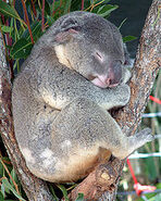 Koala Phascolarctos cinereus