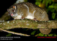 GREEN-RINGTAIL-POSSUM-Pseudochirops-archeri MAM9762