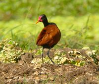 Jacana