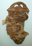 220px-Gerrothorax pustuloglomeratus.jpg