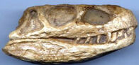 Euparkeria skull repro Tri.jpg