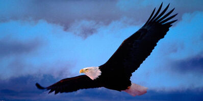 Aguilas-3.jpg
