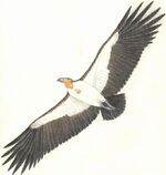 Aiolornis