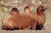 2808080442 camelus ferus.jpg