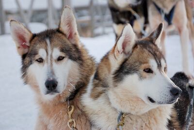 Ane-canis-lupus-familiaris-(siberian-husky)-00334.jpg