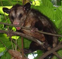 Didelphis-marsupialis