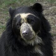1311080353 oso anteojo6.jpg