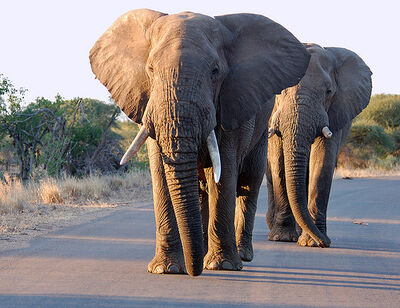 Elefante carretera.jpg
