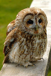 250px-Tawny wiki edit1.jpg