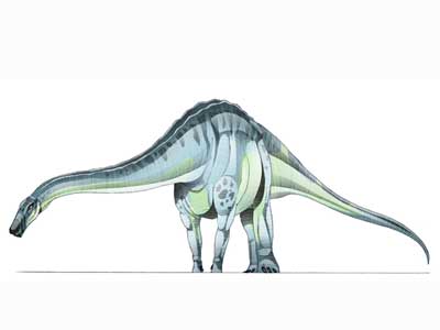 Quaesitosaurus-1