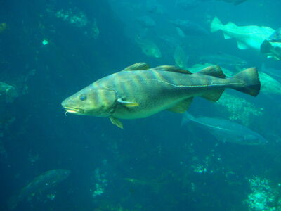 20110502131950Gadus morhua-Cod-2-Atlanterhavsparken-Norway.jpg