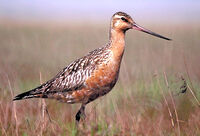 Bartailed godwit fws