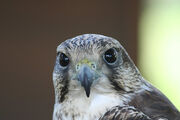 0612080701 halcon sacre 11.jpg