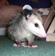 Opossum-0001.jpg