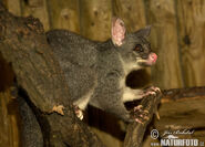 Brush-tailed-phalanger-62288