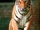 Tigre de Indochina