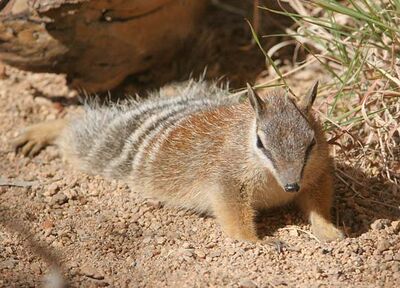 Numbat-captiveAS 2009w
