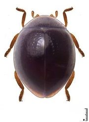 Sticholotidini sp 05