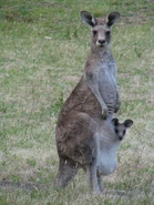 Marsupial03.jpg (238 kB)