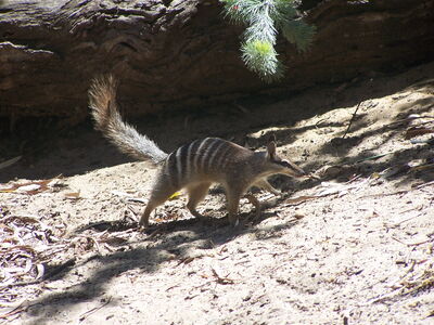 Numbat gnangarra 02