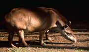 0909080108 TAPIR TERRESTRIS.jpg